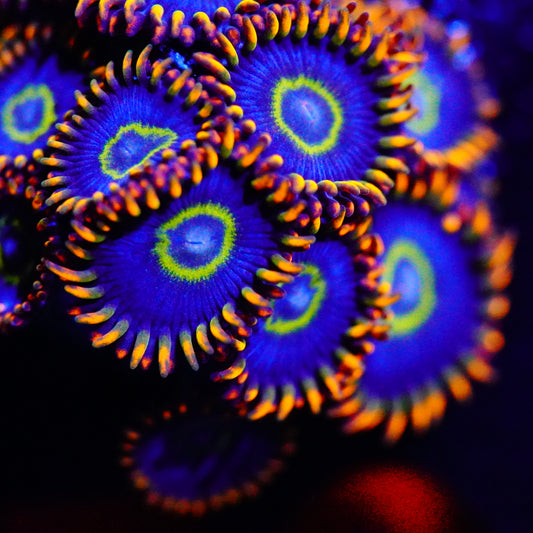 Rainbow Hornets Zoanthid