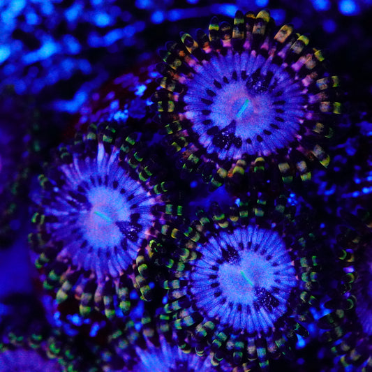 Koala Eyes Zoa