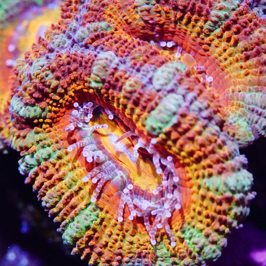 Rainbow Acan