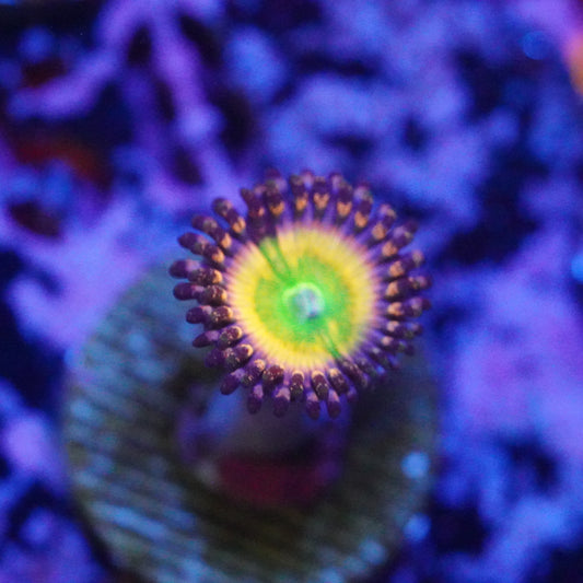 Rainbow Infusions Zoa 1-3+ polyps