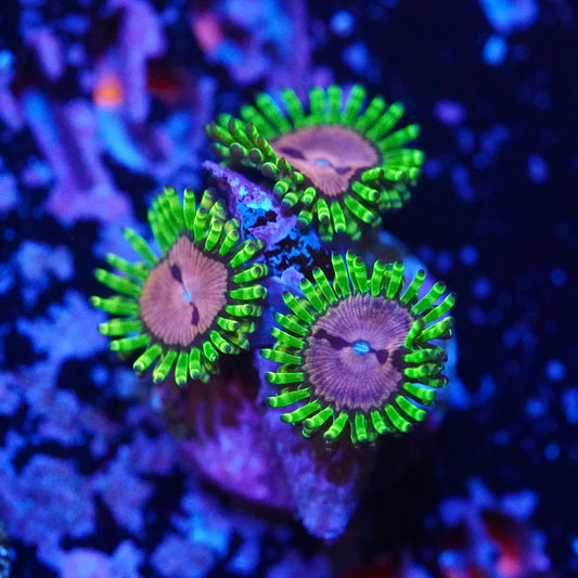 Purple Monster Zoanthid