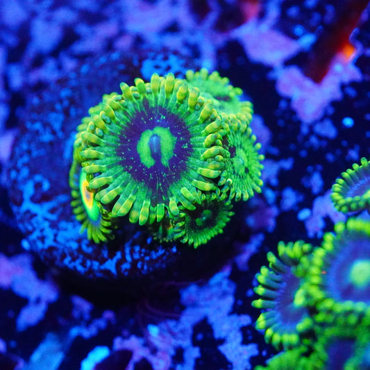 Yoda's Zoa