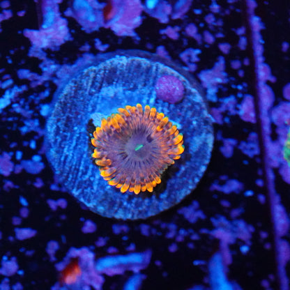 Fairy Fart Zoanthids