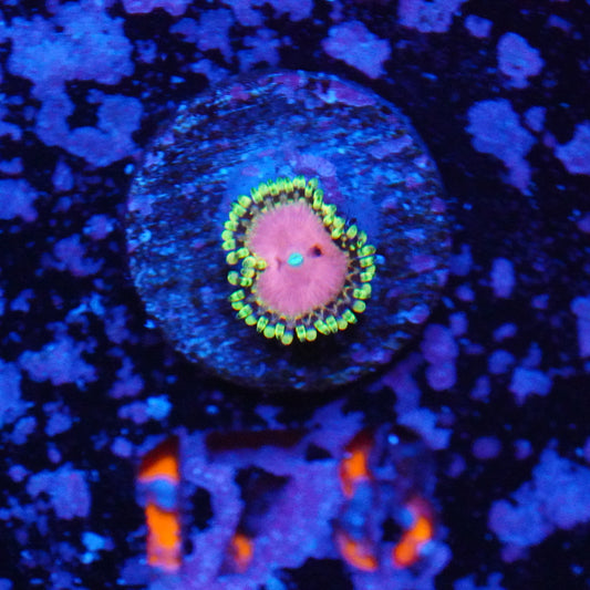 Pink Diamonds Zoa