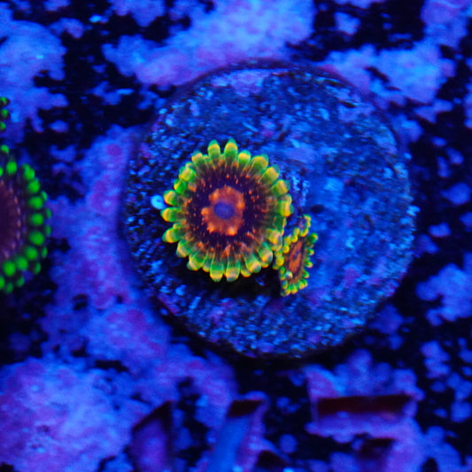 Mindtricks Zoa 1 Polyp