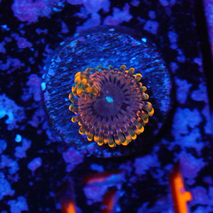 Fairy Fart Zoanthids