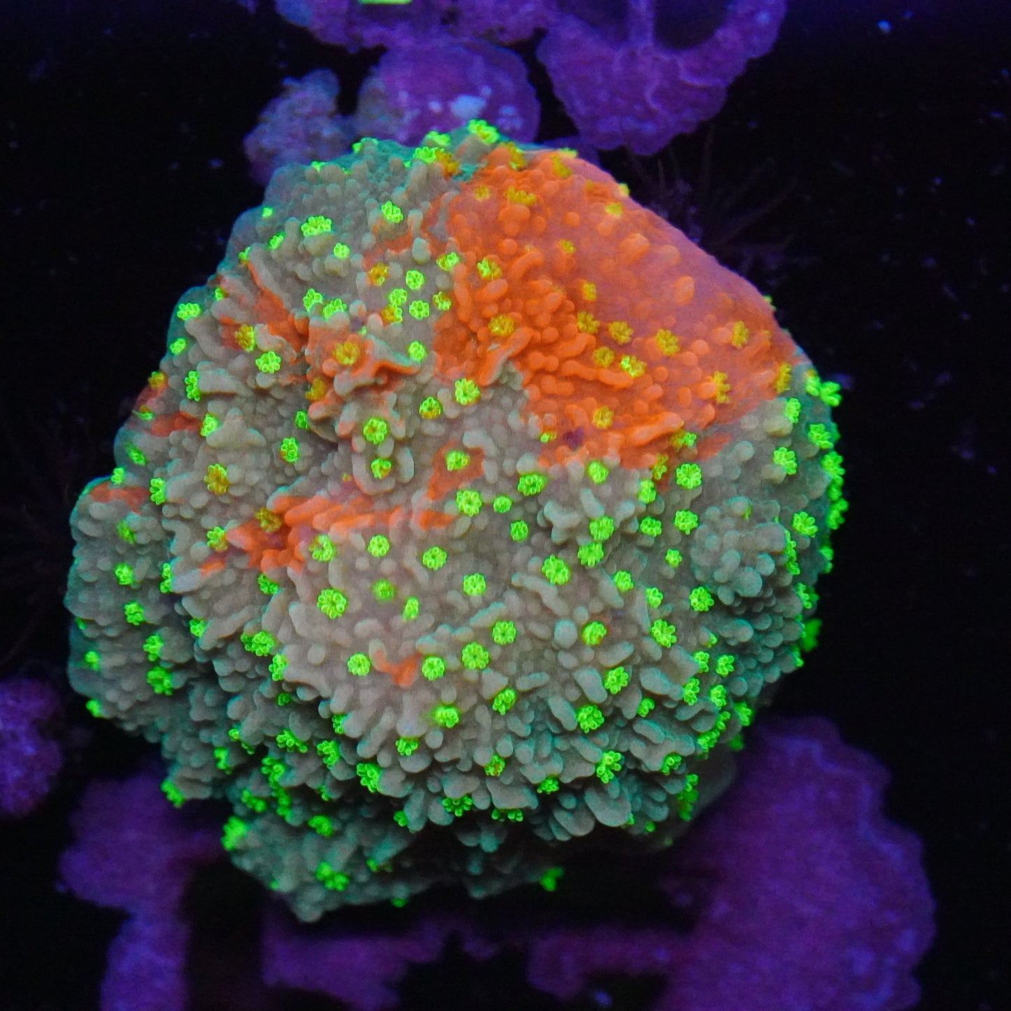 Grafted Sunset Montipora