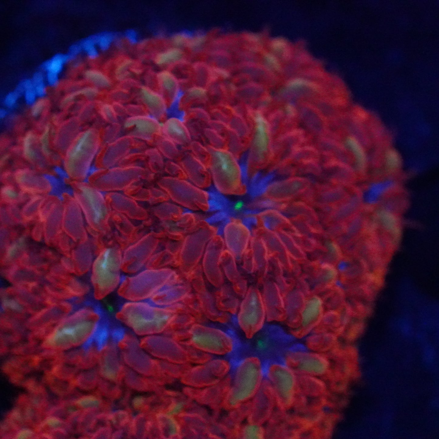 Blue Raven Blasto 5-7 polyps