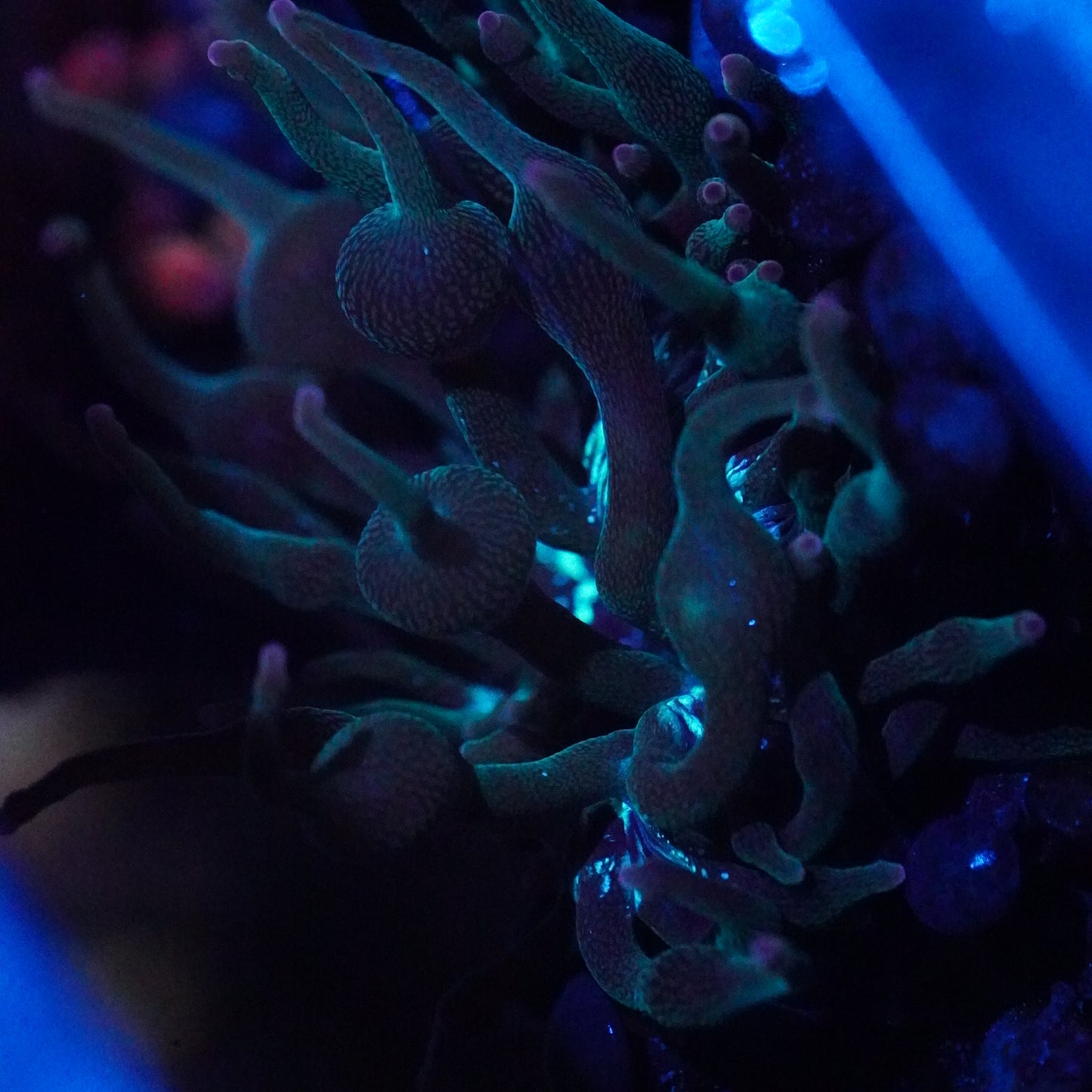 Nexus Joker Bubble Tip Anemone