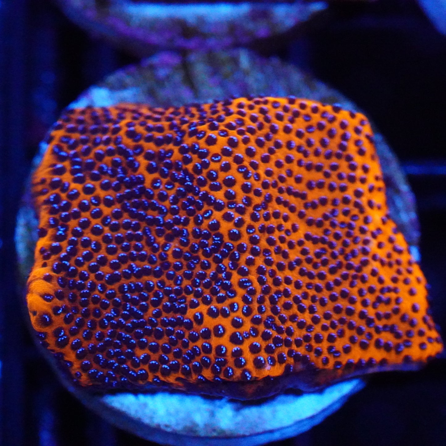 Mystic Sunset Montipora