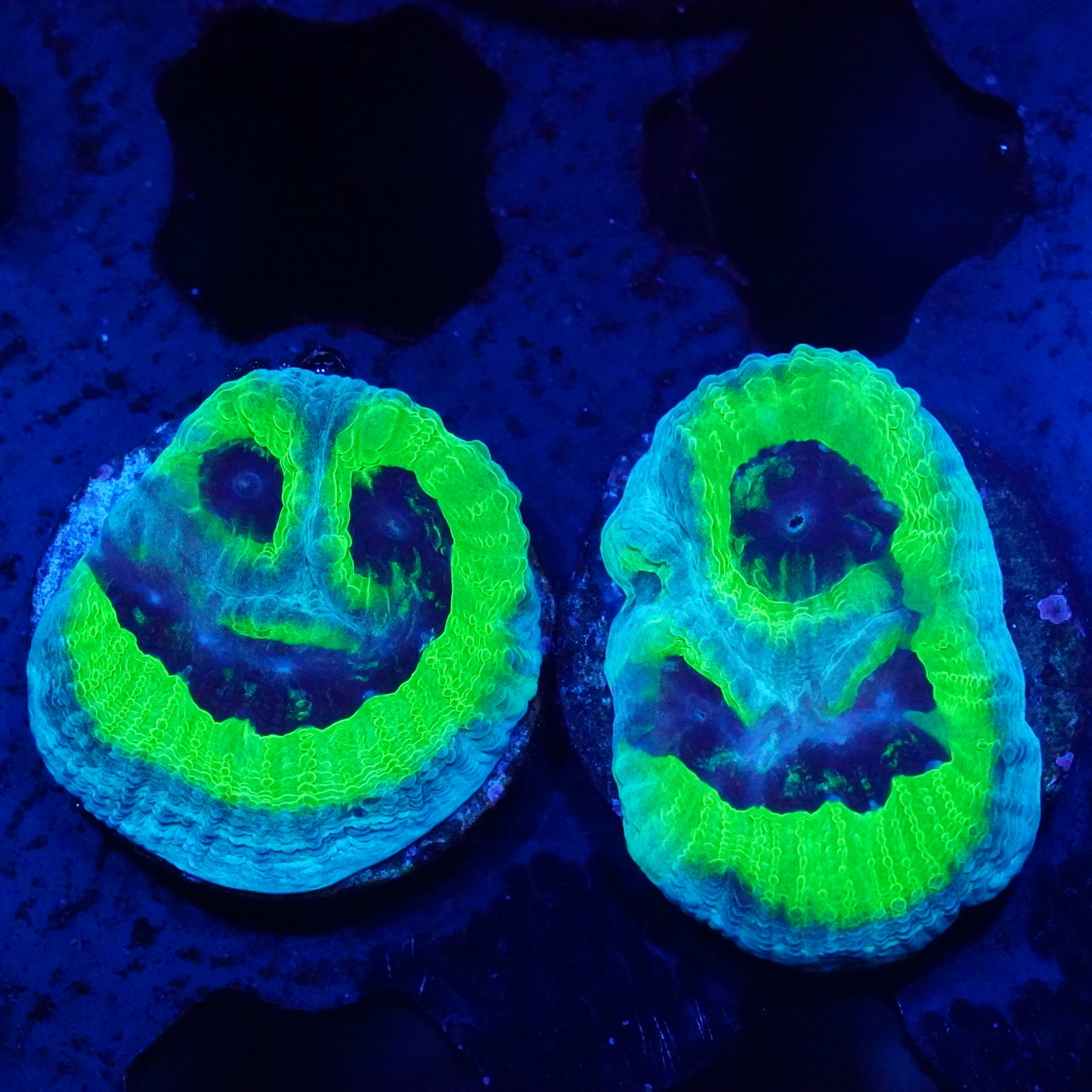 LTC PPE Favia Coral