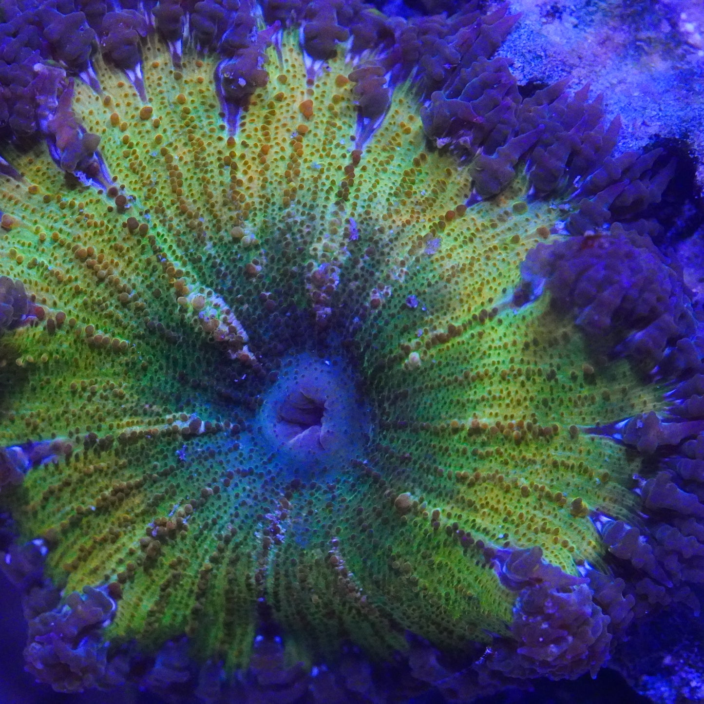 ULTRA Rock Flower Anemone Our Pick