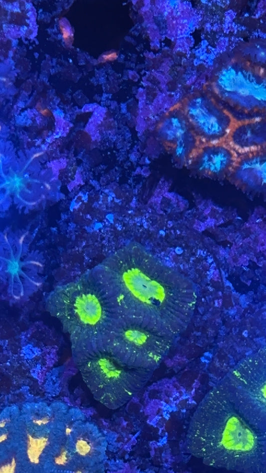 Neon Green Goniastrea Frags