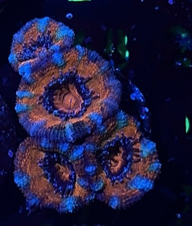 Orange and White Large Frag Acan