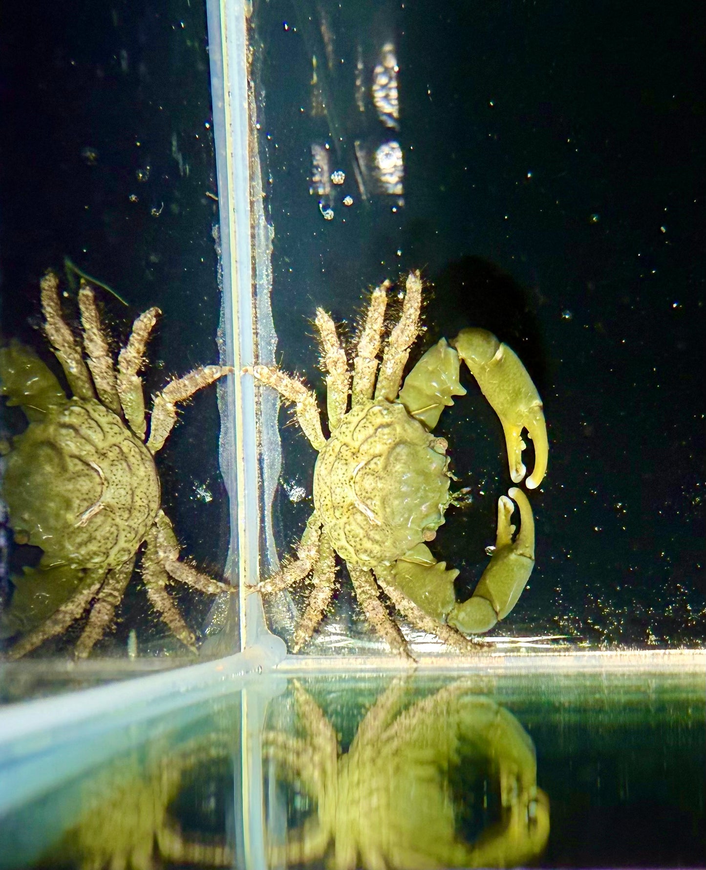 Emerald Crab