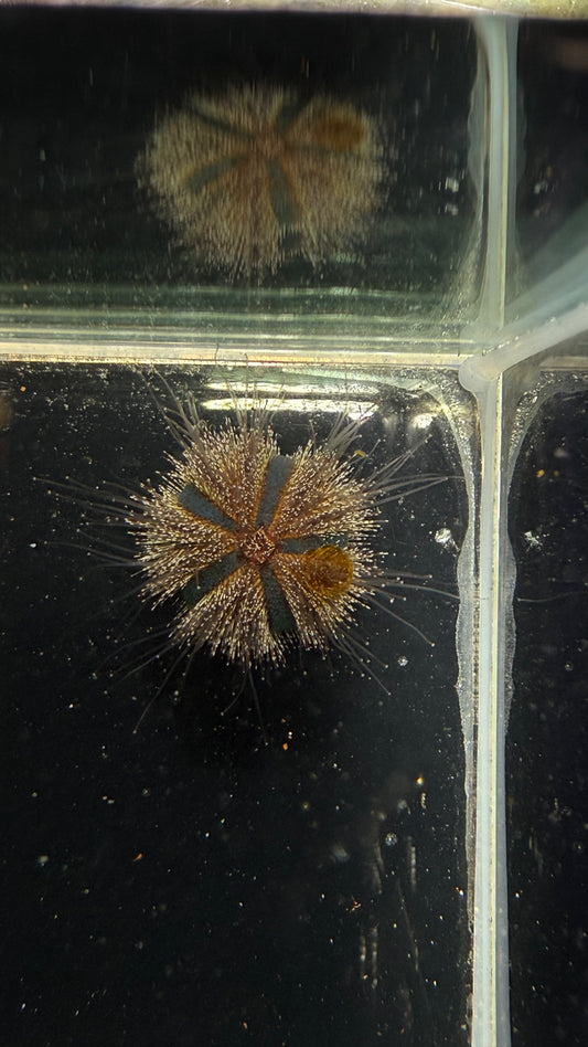 Pincushion Urchin (Various Colors)