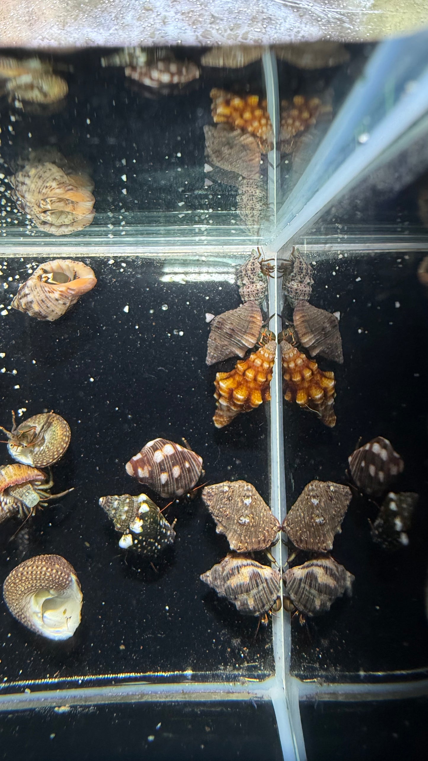 Zebra Hermit Crabs