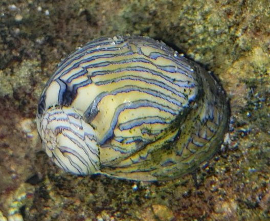 Nerite Snail