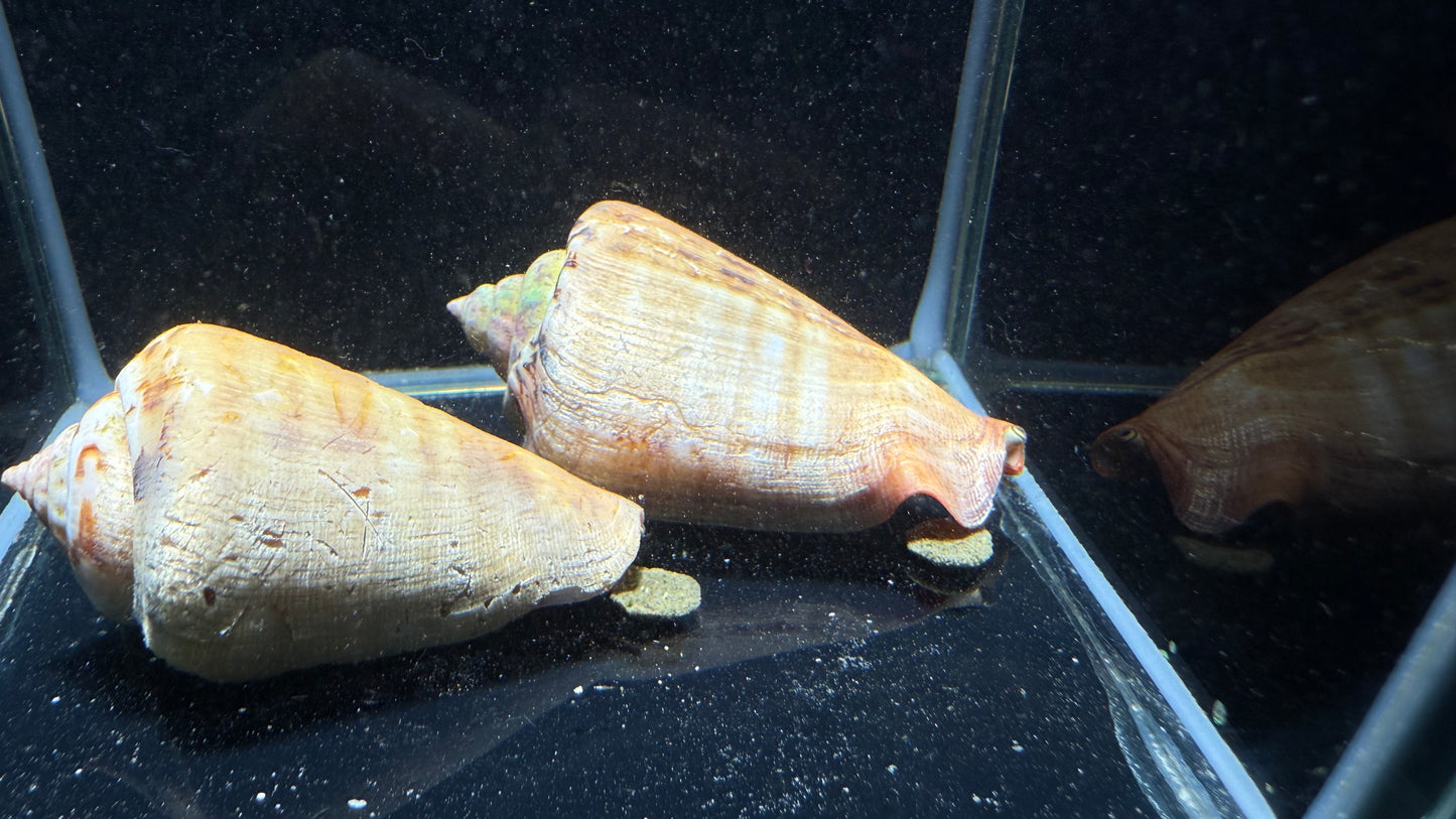 Tiger Striped Fighting Sand Conch