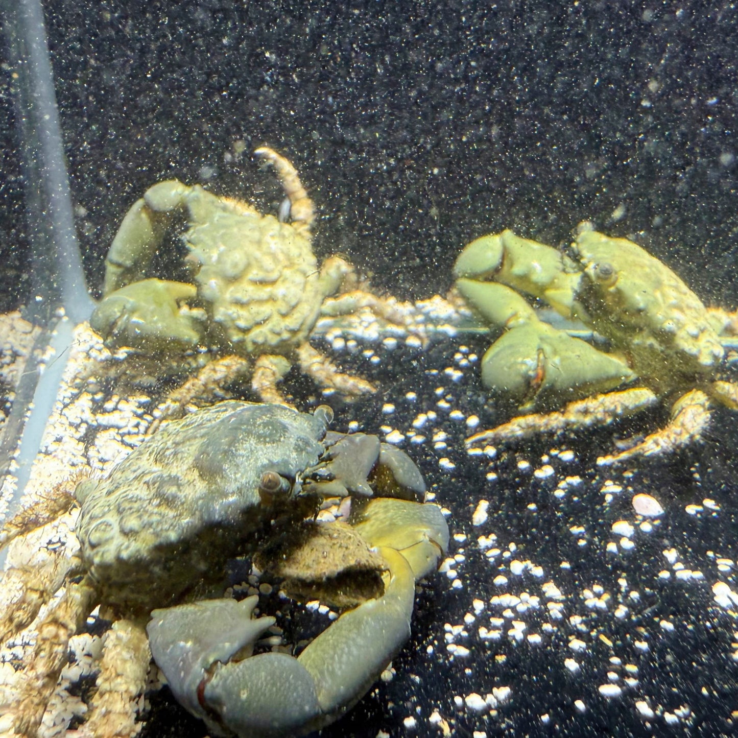 Emerald Crab