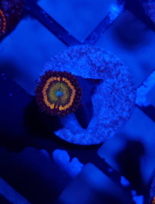 Citrus Cooler Zoanthid