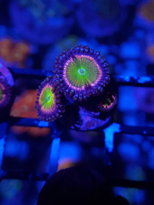 JF Big R Kung Fu Zoanthid