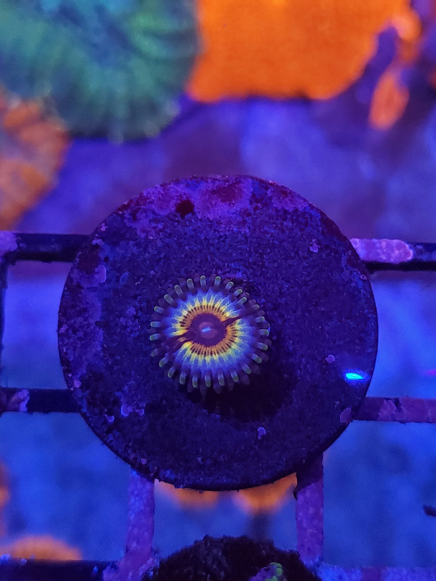 Sonic Flare Zoanthid