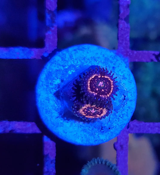 Pink Zipper Zoanthid