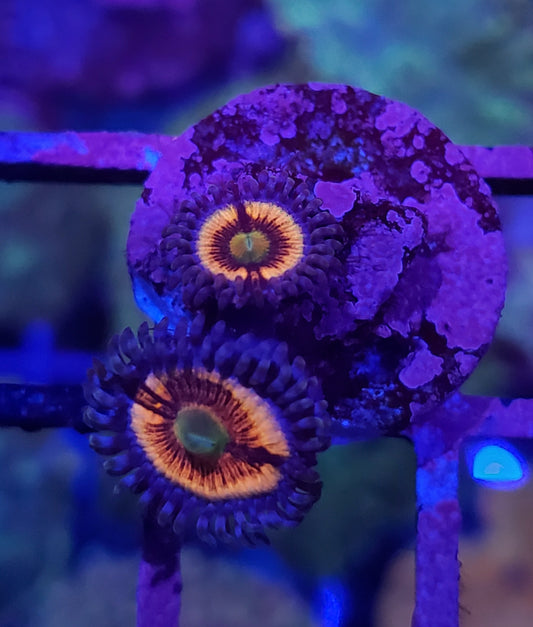 Daisy Duke Zoanthid