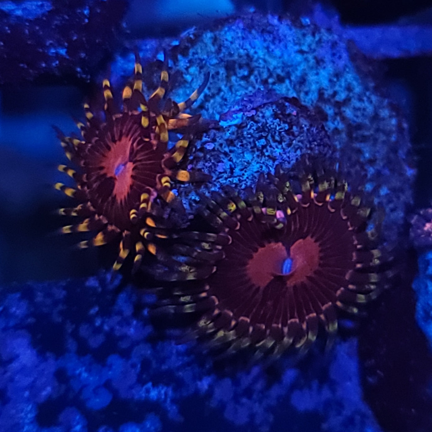 Aphrodite Zoanthid