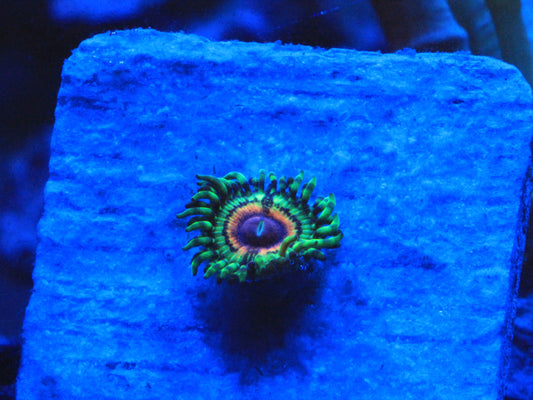 Little Shop of Horrors Zoa 1 Polyp