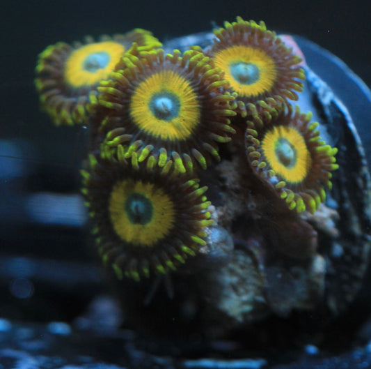 Scrambled Eggs Zoanthid