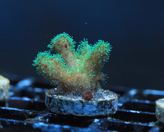 Green Pocillopora Chunky Frag