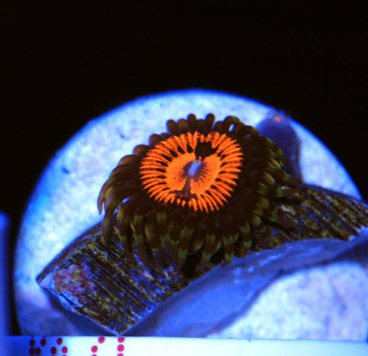 Blood Suckers Zoanthid