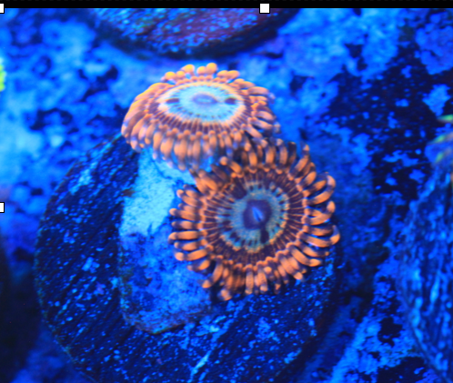 Utter Peace Zoanthid