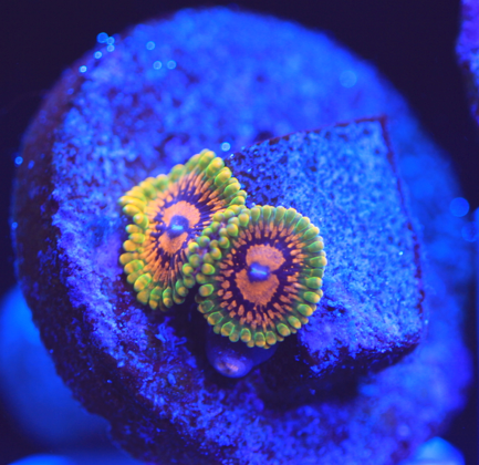 GMK 1 Polyp Zoa