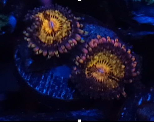 Pandora Zoanthid