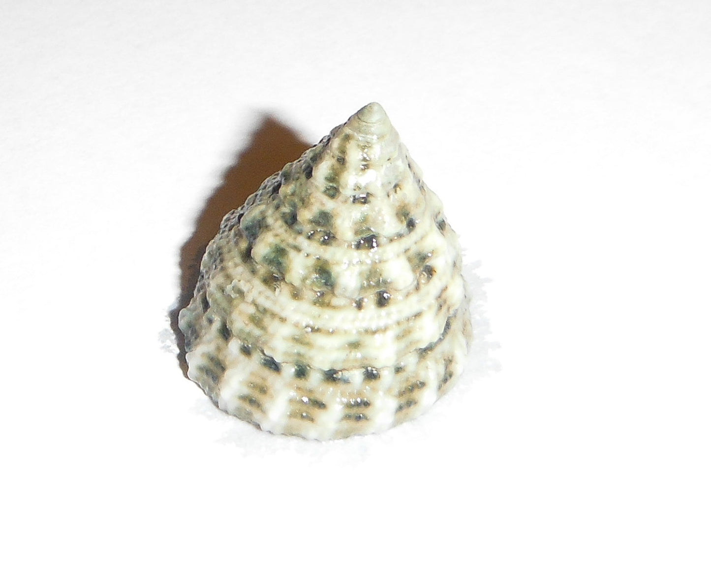 Trochus Snail